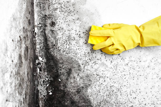 Mold Odor Removal Services in Williston Park, NY