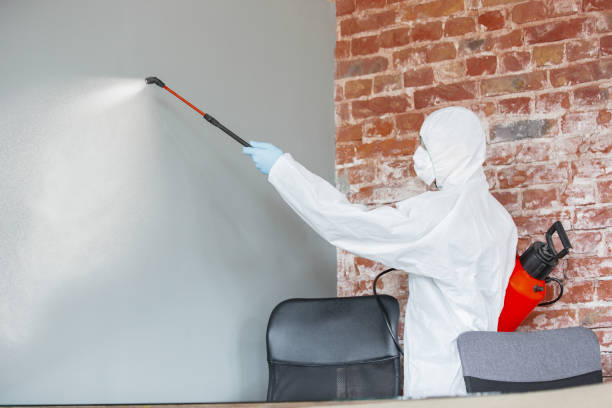 Best Mold Odor Removal Services  in Williston Park, NY